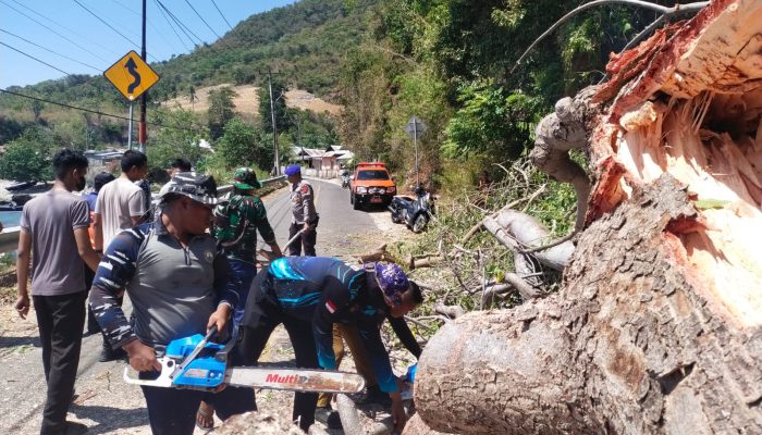 Sigap Polairud Polda Gorontalo, Evakuasi Pohon Tumbang Trans Sulawesi