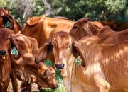 Di Balik Pengadaan Sapi Bone Bolango: Menelusuri Proses dan Titik Persoalannya