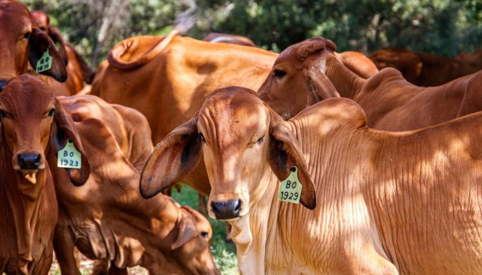 Di Balik Pengadaan Sapi Bone Bolango: Menelusuri Proses dan Titik Persoalannya